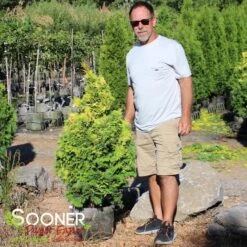 RAY OF LIGHT™ FALSE CYPRESS 9 RAY OF LIGHT™ FALSE CYPRESS -Verdant Zone DETA2 3618