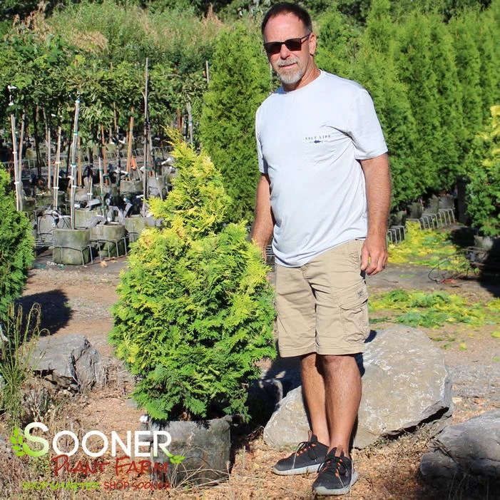 RAY OF LIGHT™ FALSE CYPRESS 5 RAY OF LIGHT™ FALSE CYPRESS - Image 3