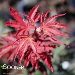 SUMINAGASHI UPRIGHT JAPANESE MAPLE -Verdant Zone DETA2 3679