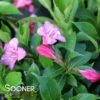 SNIPPET® DARK PINK WEIGELA -Verdant Zone DETA2 3753