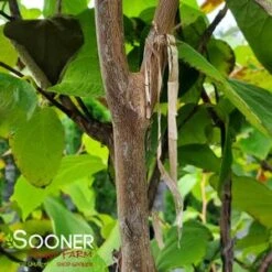 FRAGRANT SNOWBELL 11 FRAGRANT SNOWBELL -Verdant Zone DETA2 3762