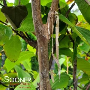 FRAGRANT SNOWBELL 7 FRAGRANT SNOWBELL - Image 5