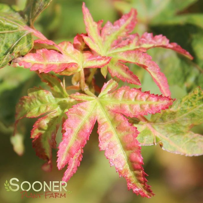 AKA KAWA HIME UPRIGHT JAPANESE MAPLE 3 AKA KAWA HIME UPRIGHT JAPANESE MAPLE - Image 2