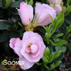 PERFECTO MUNDO® DOUBLE PINK AZALEA -Verdant Zone DETA2 3891
