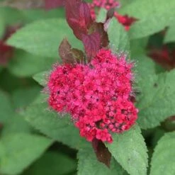 DOUBLE PLAY DOOZIE® SPIRAEA -Verdant Zone DETA2 3996
