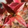 SWEET TALKER® VIBURNUM -Verdant Zone DETA2 4262