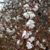 SNOW FOUNTAIN WEEPING FLOWERING CHERRY 1 SNOW FOUNTAIN WEEPING FLOWERING CHERRY -Verdant Zone DETA2 433