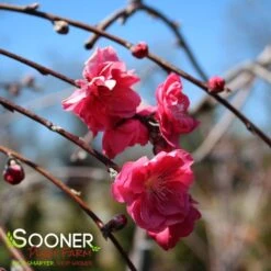 PINK CASCADE WEEPING ORNAMENTAL PEACH -Verdant Zone DETA2 4342
