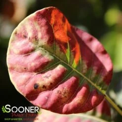 GOLDEN SPIRIT SMOKETREE 9 GOLDEN SPIRIT SMOKETREE -Verdant Zone DETA2 437