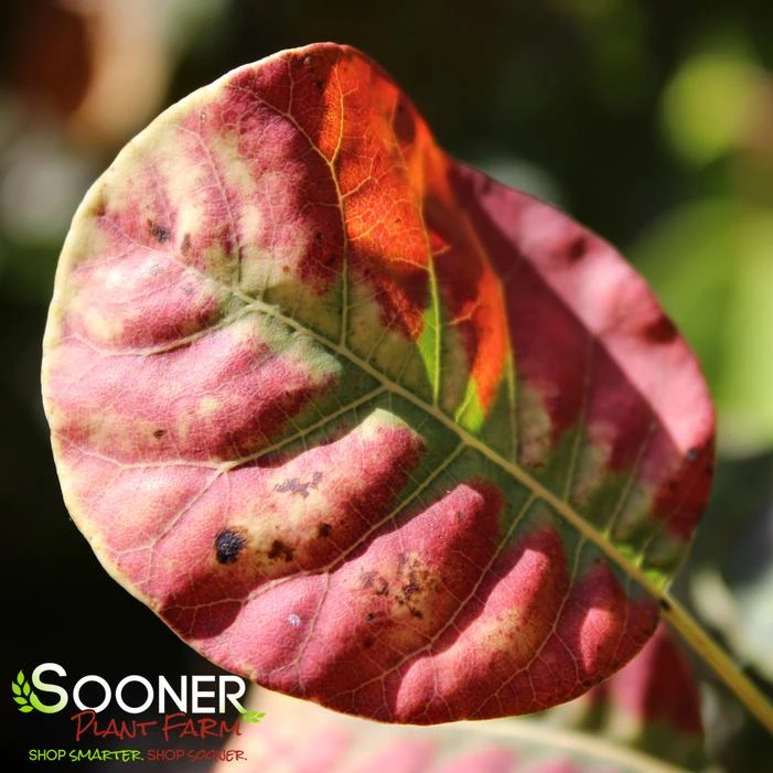 GOLDEN SPIRIT SMOKETREE 6 GOLDEN SPIRIT SMOKETREE - Image 4