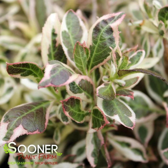 MY MONET® WEIGELA 3 MY MONET® WEIGELA