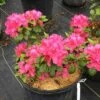 PERFECTO MUNDO® DOUBLE DARK PINK AZALEA 2 PERFECTO MUNDO® DOUBLE DARK PINK AZALEA -Verdant Zone DETA2 4431