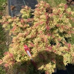 MR. MUSTARD® SORBARIA 7 MR. MUSTARD® SORBARIA -Verdant Zone DETA2 4456