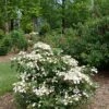 STEADY EDDY® DOUBLEFILE VIBURNUM 1 STEADY EDDY® DOUBLEFILE VIBURNUM -Verdant Zone DETA2 4461
