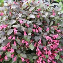 MIDNIGHT WINE SHINE® WEIGELA -Verdant Zone DETA2 4462