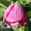 HONEYMOON® FRENCH KISS LENTEN ROSE 1 HONEYMOON® FRENCH KISS LENTEN ROSE -Verdant Zone DETA2 4474