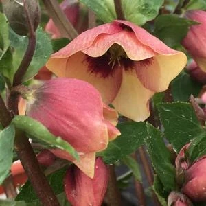 HONEYMOON® SANDY SHORES LENTEN ROSE 3 HONEYMOON® SANDY SHORES LENTEN ROSE