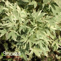 BUTTERFLY UPRIGHT JAPANESE MAPLE -Verdant Zone DETA2 45