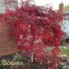 CRIMSON QUEEN WEEPING JAPANESE MAPLE -Verdant Zone DETA2 46