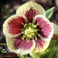 HONEYMOON® RIO CARNIVAL LENTEN ROSE -Verdant Zone DETA2 4605