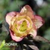 WEDDING PARTY® MOTHER OF THE BRIDE LENTEN ROSE 2 WEDDING PARTY® MOTHER OF THE BRIDE LENTEN ROSE -Verdant Zone DETA2 4606