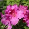 AUTUMN ROYALTY® ENCORE® AZALEA -Verdant Zone DETA2 467