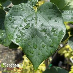 WHITE CHINESE REDBUD -Verdant Zone DETA2 4777