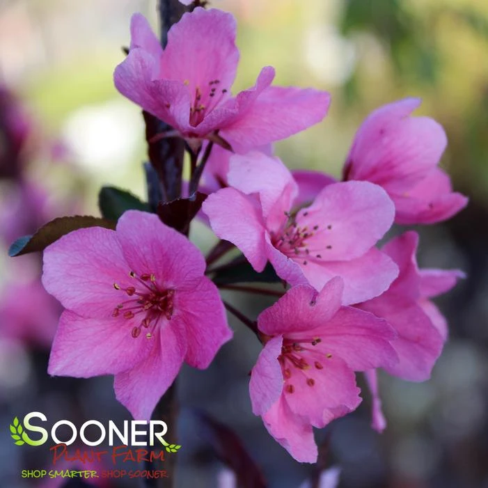 SHOW TIME™ CRABAPPLE 4 SHOW TIME™ CRABAPPLE - Image 2