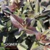 STUNNER™ WEIGELA -Verdant Zone DETA2 4920