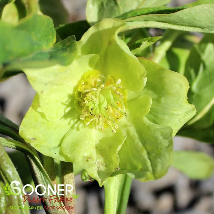 HONEYMOON® IRISH LUCK LENTEN ROSE 4 HONEYMOON® IRISH LUCK LENTEN ROSE - Image 2