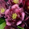 WEDDING PARTY® TRUE LOVE LENTEN ROSE 2 WEDDING PARTY® TRUE LOVE LENTEN ROSE -Verdant Zone DETA2 5067