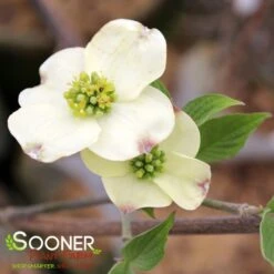 CLOUD 9 DOGWOOD -Verdant Zone DETA2 5097