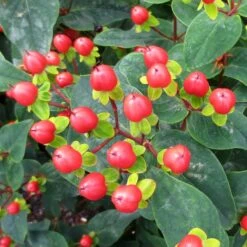HYPERBERRIES RED ST. JOHN'S WORT