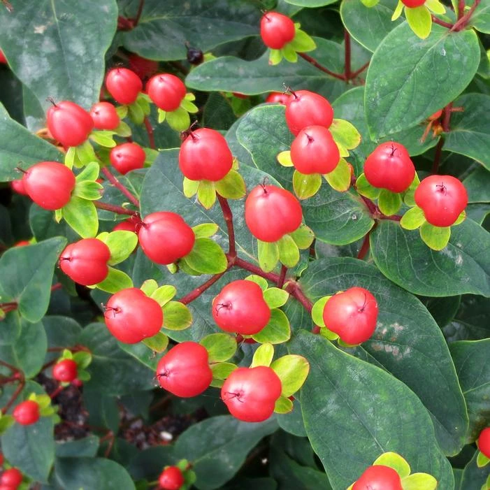 HYPERBERRIES RED ST. JOHN'S WORT 3 HYPERBERRIES RED ST. JOHN'S WORT