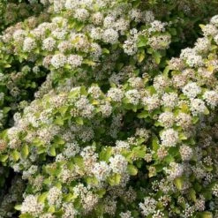 RASPBERRY LEMONADE™ NINEBARK -Verdant Zone DETA2 5115