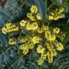 MARVEL MAHONIA -Verdant Zone DETA2 5185