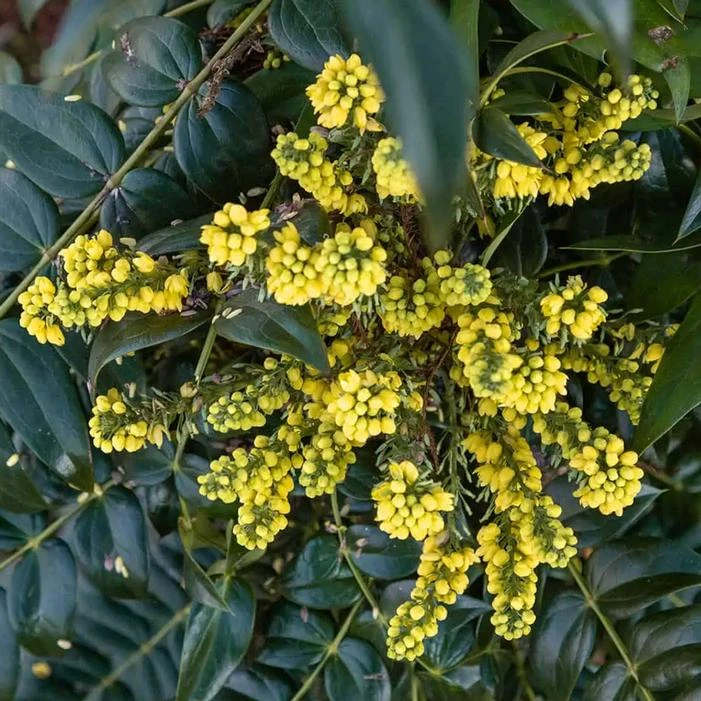 MARVEL MAHONIA 3 MARVEL MAHONIA