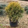 GOLDEN GLOBE ARBORVITAE 1 GOLDEN GLOBE ARBORVITAE -Verdant Zone DETA2 5189