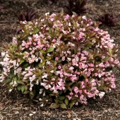 AFTERGLOW™ WEIGELA 8 AFTERGLOW™ WEIGELA -Verdant Zone DETA2 5195