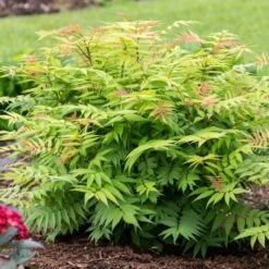 CHERRY ON TOP™ SORBARIA -Verdant Zone DETA2 5197