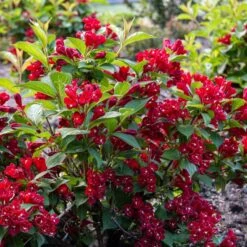 MAROON SWOON™ WEIGELA -Verdant Zone DETA2 5198