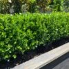 NEWGEN® FREEDOM™ BOXWOOD -Verdant Zone DETA2 5224