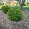 NEWGEN® INDEPENDENCE™ BOXWOOD 1 NEWGEN® INDEPENDENCE™ BOXWOOD -Verdant Zone DETA2 5225