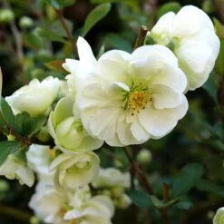 DOUBLE TAKE® ETERNAL WHITE QUINCE -Verdant Zone DETA2 5266