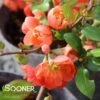 O YASHIMA FLOWERING QUINCE 1 O YASHIMA FLOWERING QUINCE -Verdant Zone DETA2 5271