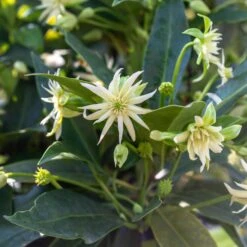 STAR FLOWER ORION™ ILLICIUM -Verdant Zone DETA2 5273