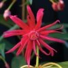 STAR FLOWER SCORPIO™ ILLICIUM -Verdant Zone DETA2 5274