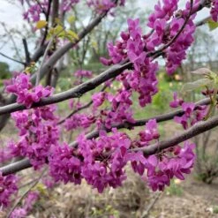 LUSCIOUS LAVENDER™ REDBUD 7 LUSCIOUS LAVENDER™ REDBUD -Verdant Zone DETA2 5286
