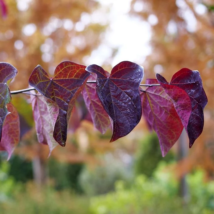 MIDNIGHT EXPRESS® REDBUD 4 MIDNIGHT EXPRESS® REDBUD - Image 2