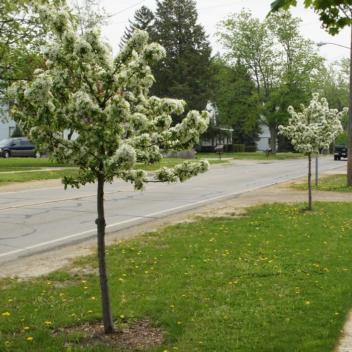 SWEET SUGAR TYME® CRABAPPLE 6 SWEET SUGAR TYME® CRABAPPLE - Image 4